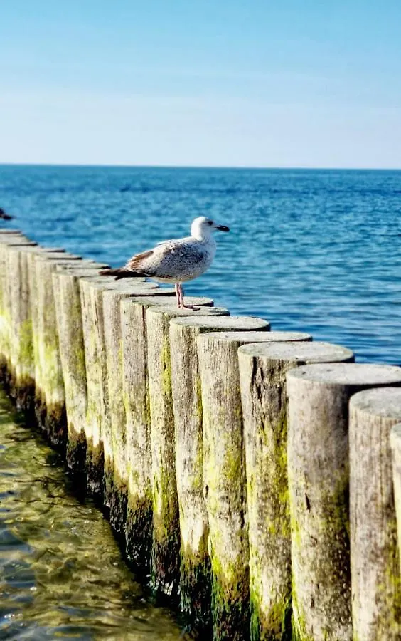 Seaside Czarna Mewa Apartment Kolobrzeg Poland